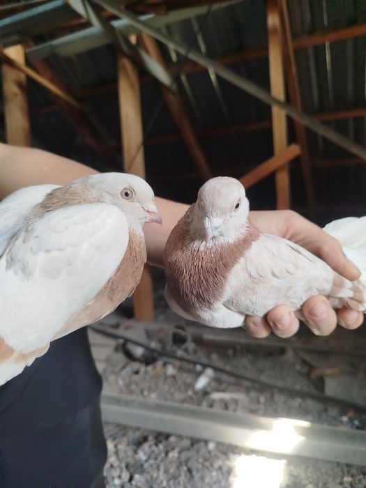 Продам голубей .