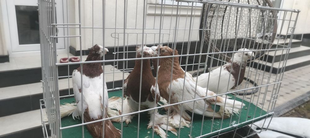 Голуби Двухчубые Продажа