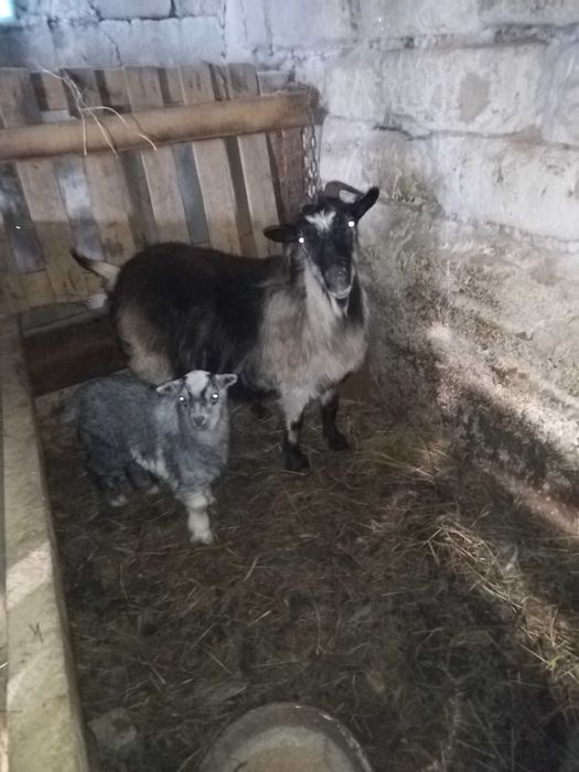 Продам козу с козленком