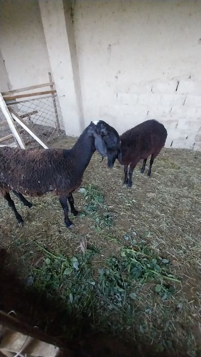 Куй сотилади Самарканд