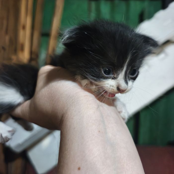 Отдам котят даром