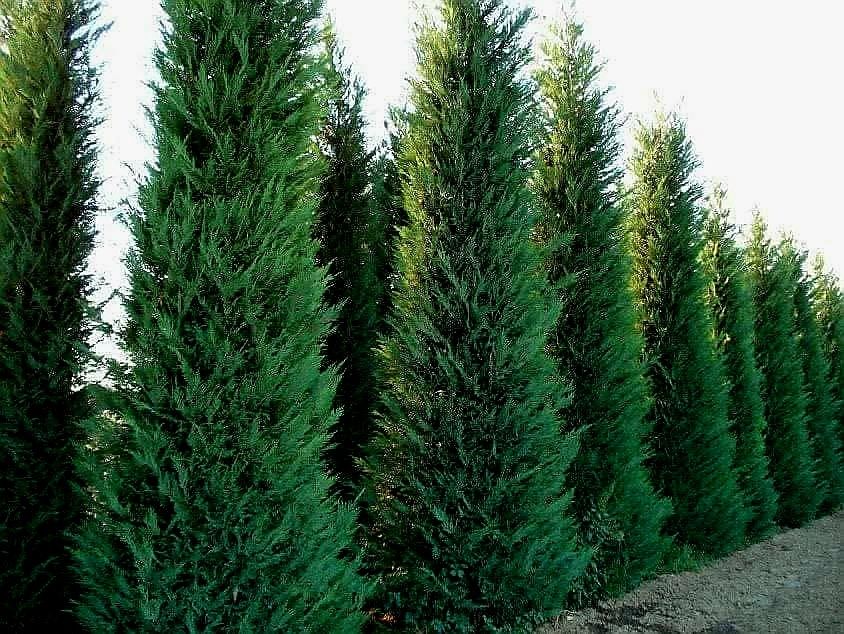 Leylandy cupressocyparis (tuia leylandii)