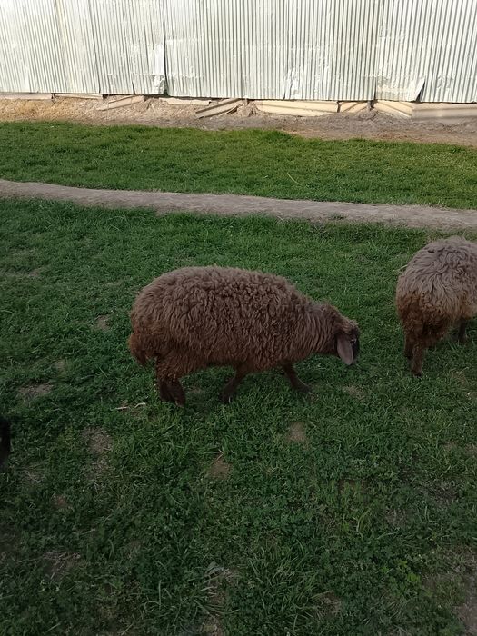 Qochqor va Moda barralar soriladi