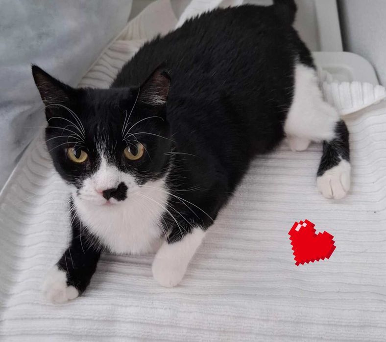 Adoptie pisica castrata neagra