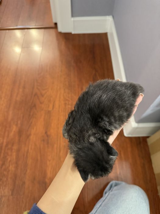 Котенок scotish fold СРОЧНО