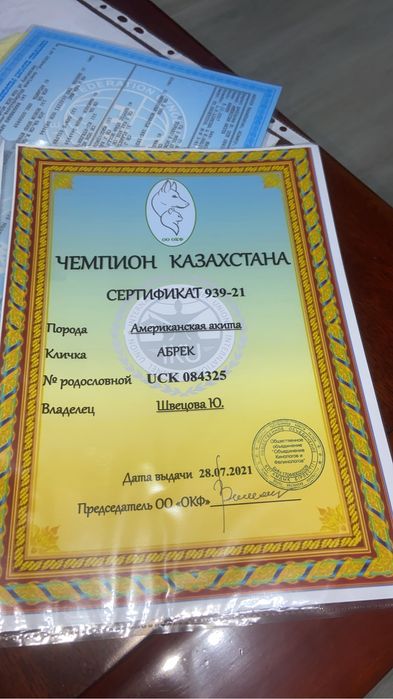 Американская Акита