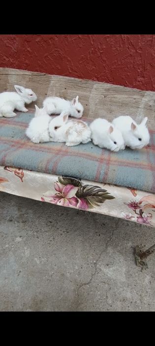 Iepurași cap de leu pitic mini