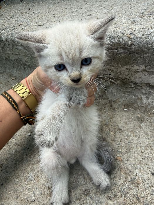 Котята,мальчик и девочка,в хорошие руки