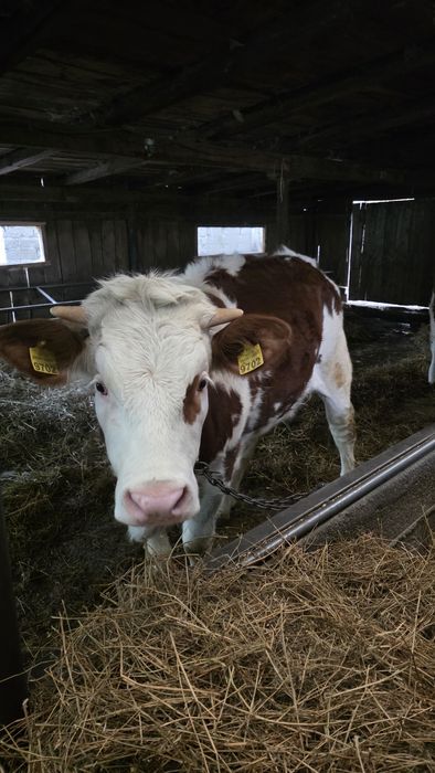 Vând juninci 10 luni 1 an