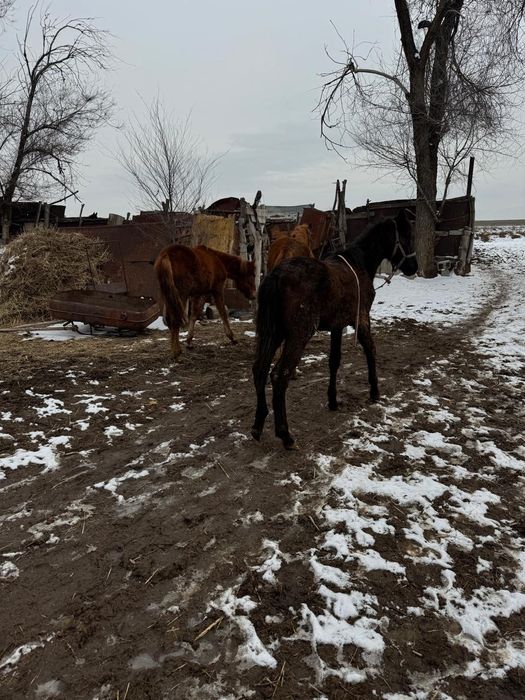 Тай жабағы тайлар