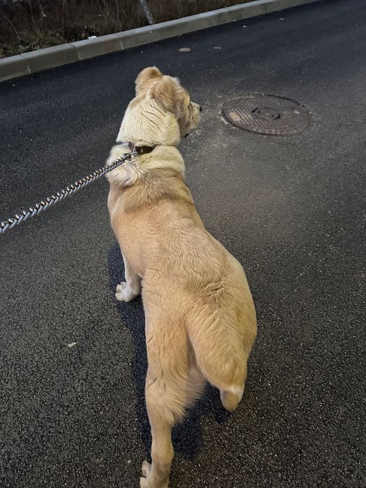 Кучето е на 6 месеца