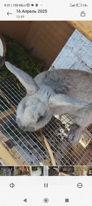 Quyon,  кролик sotiladi