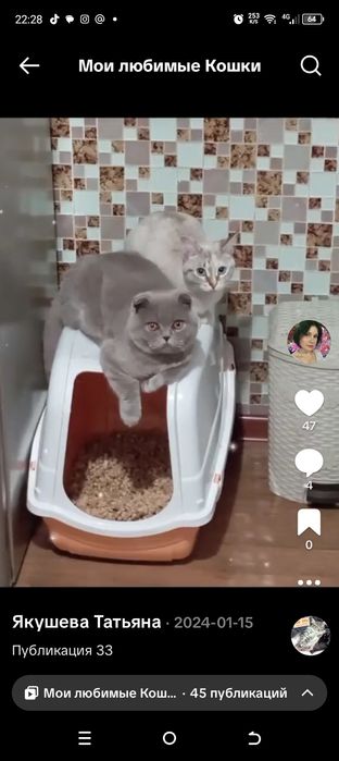 Шотландский вислоухий кот