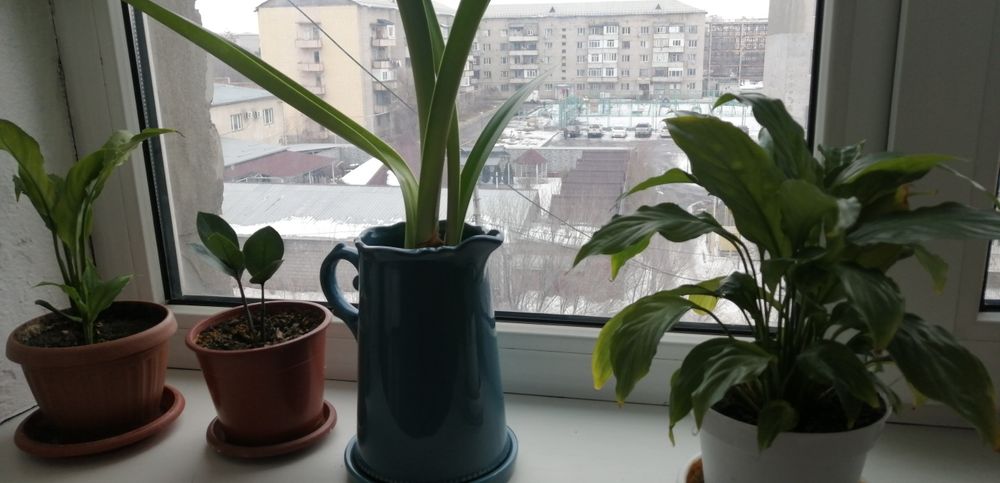 Цветы комнатные разных сортов