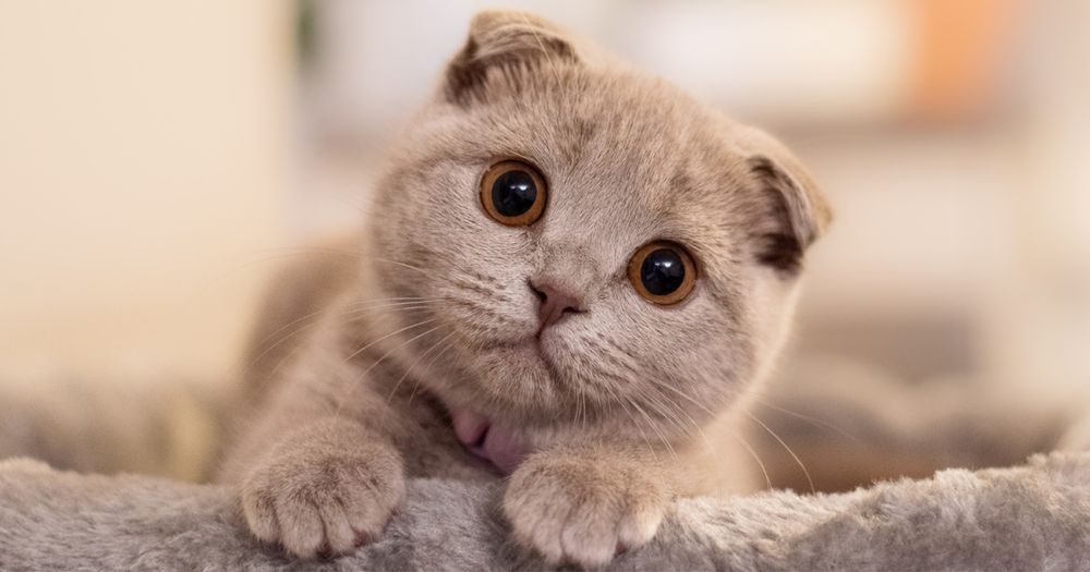 Передержка  кошек сутки 2500