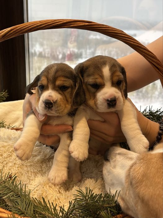 Щенки Бигля. Триколор