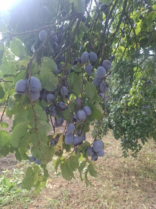 Vând prune pentru tuica