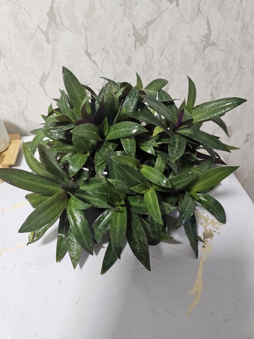 Продам традесканцию