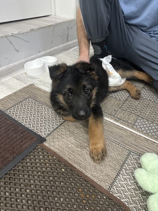 Щенок немецкой овчарки