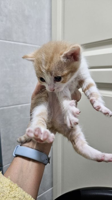 Милые котята, месяц