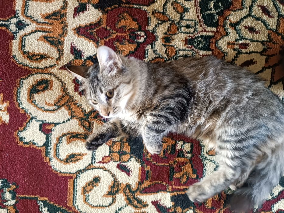 Mushuk mushukcha mushuklar котенок котик