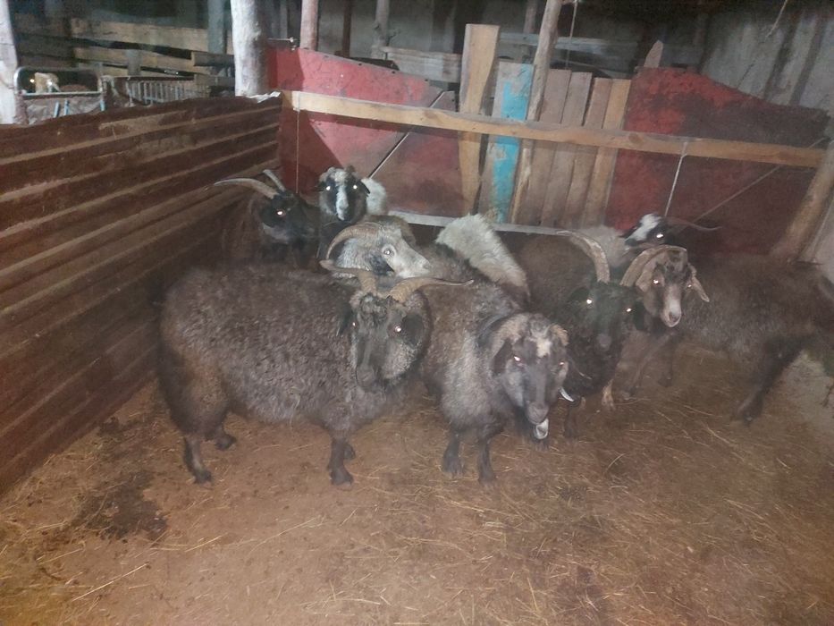 Ешкі сатамын тірідей, көктемде туатын