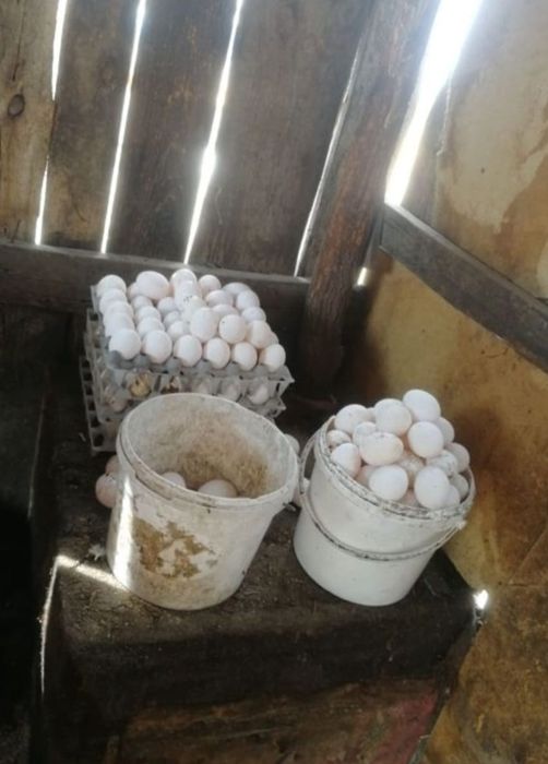 куры-несушки белые