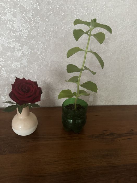 цветы комнатные