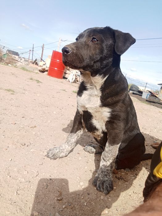 Продам щенка.. девочку 2месяца очень игривая