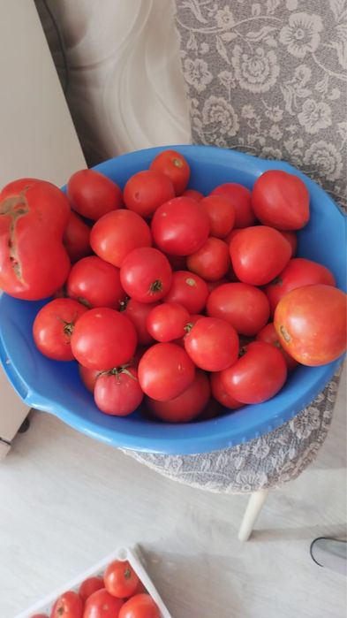 Продам домашние помидоры