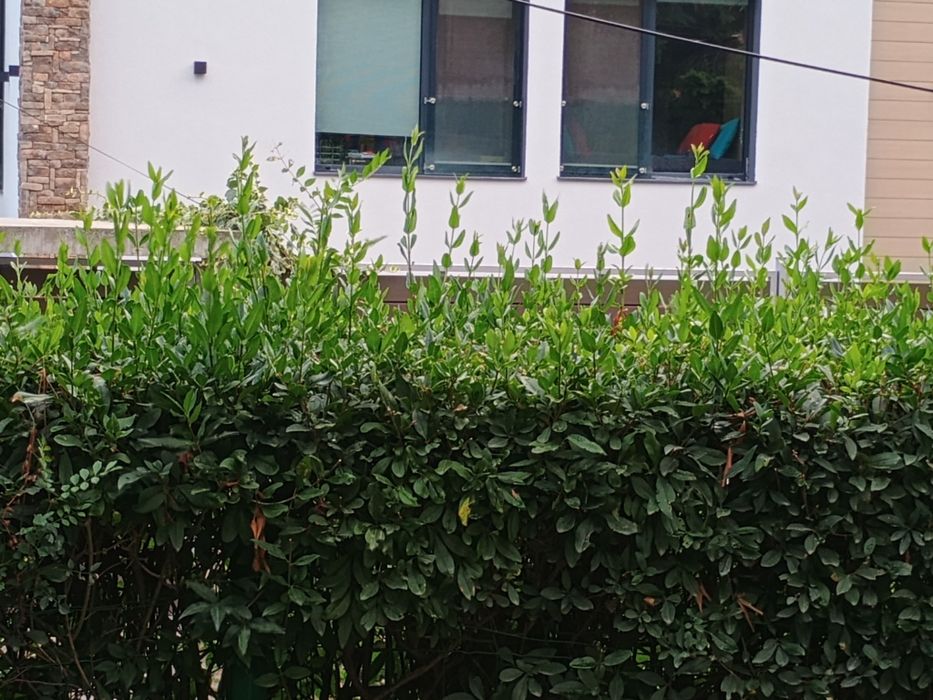 Поддръжка на малки зелени площи