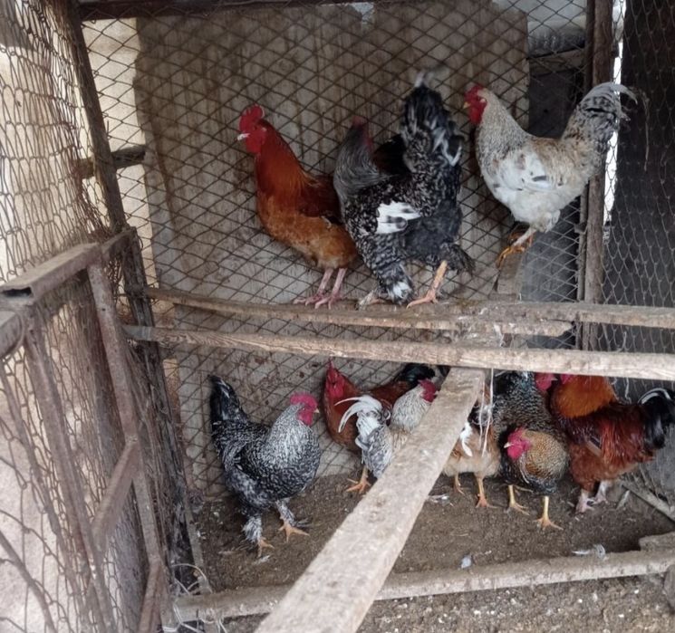 Кораз Семиз домашний