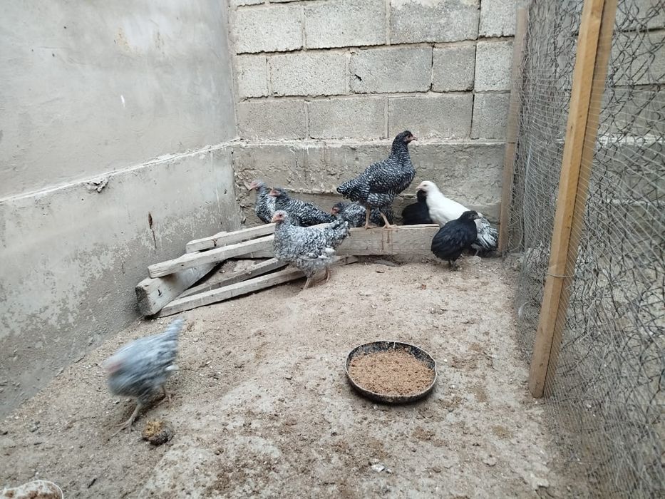 Продаются куры оптом