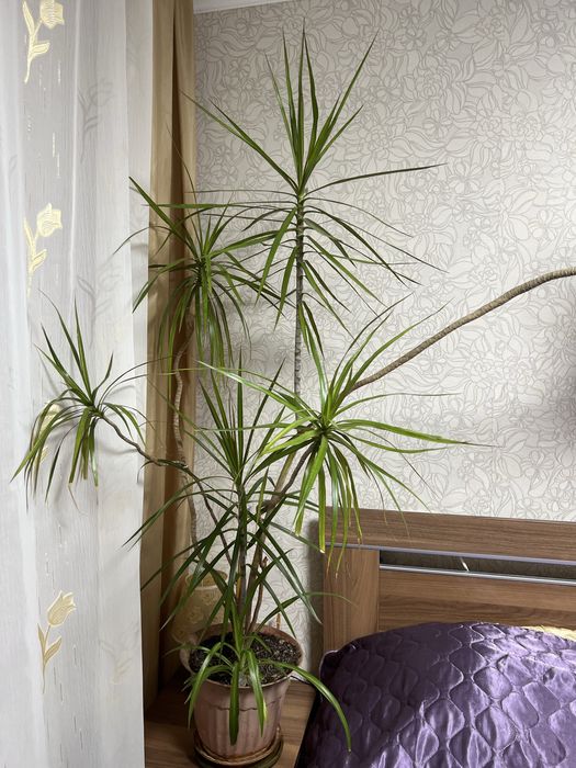 Драцена окаймленная (marginata)