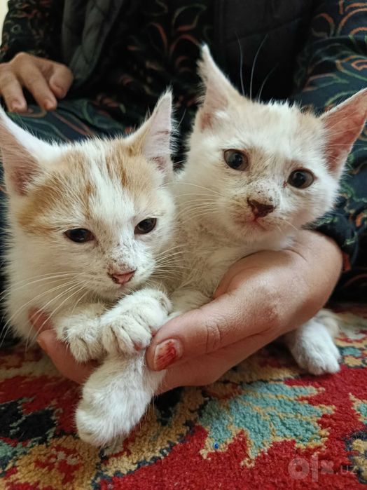 Erkak Mushuklar bepul