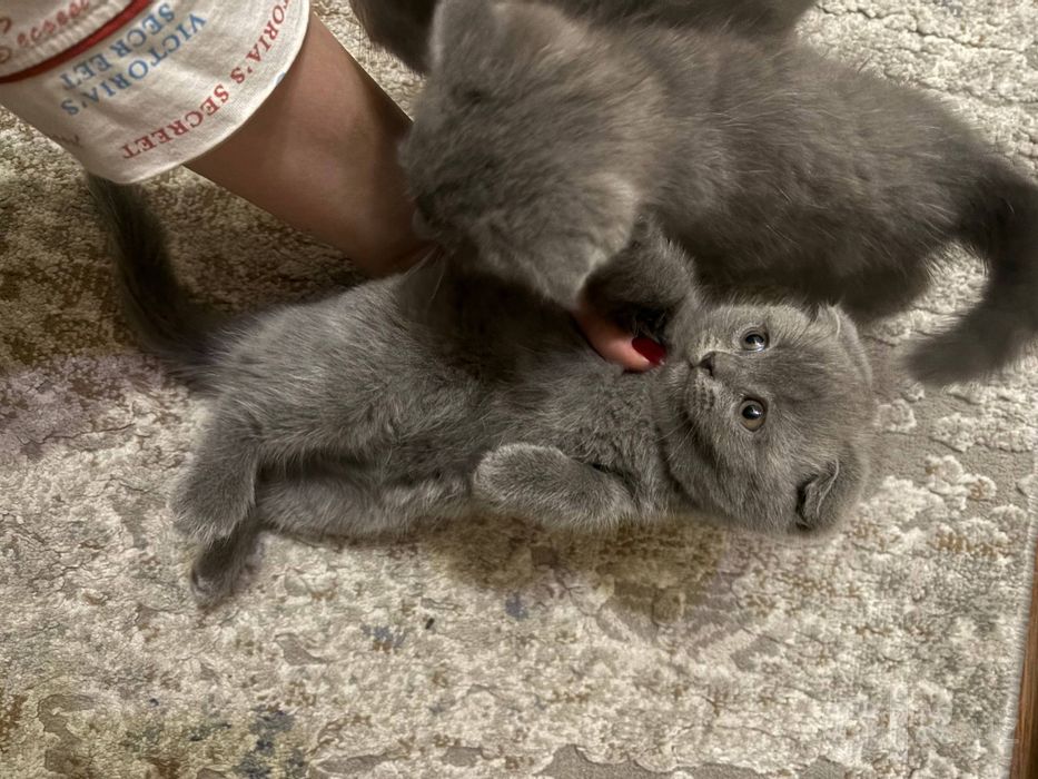 скотиш фолд дети