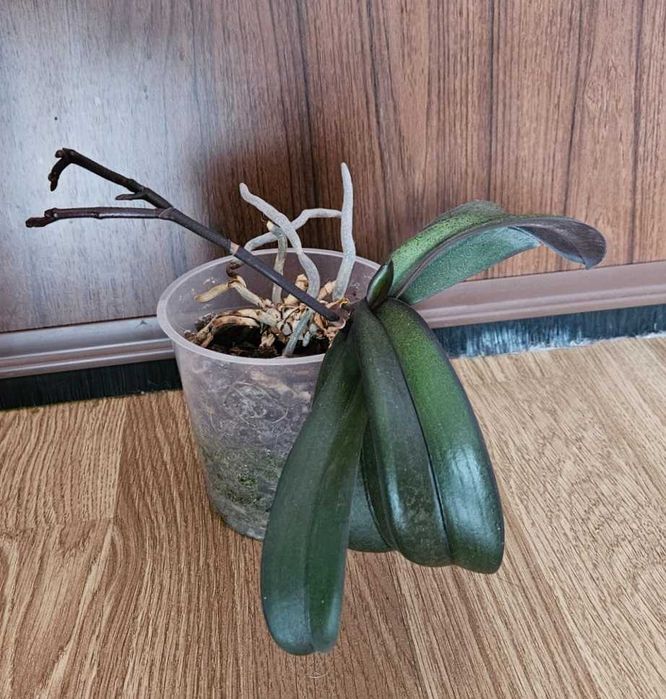 Орхидеи фаленопсис Монпелие, Kimono, Монтрьо, Grosseto