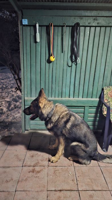 Рабочие линии. Вязка. Немецкая овчарка