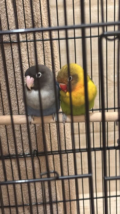 Продам Неразлучников