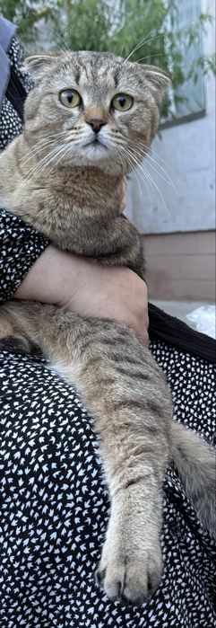 Кот очень красивый