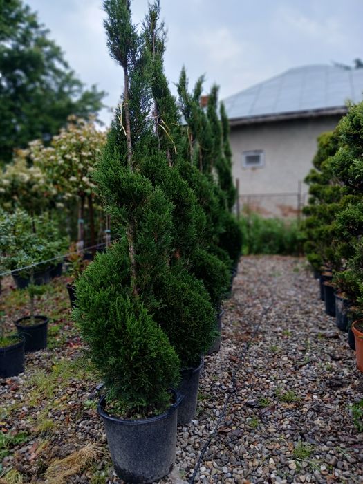 Plante ornamentale la ghiveci prindere garantată
