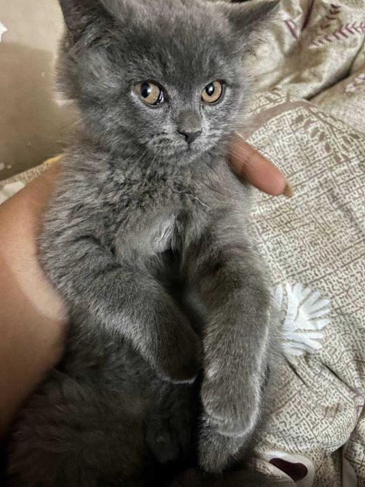 Britaniski  SCOTTISH FOLD mushuk/кошка 2 oylik