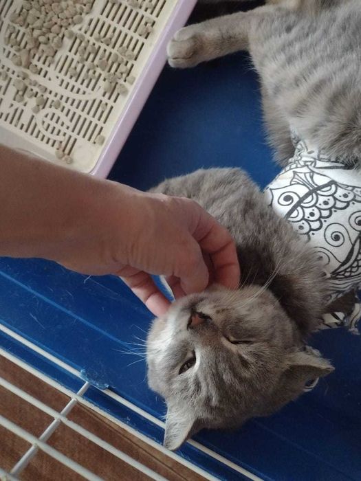 Отдам стерилизованную кошку.