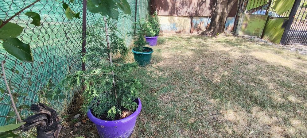 Кипарис, лейланд.