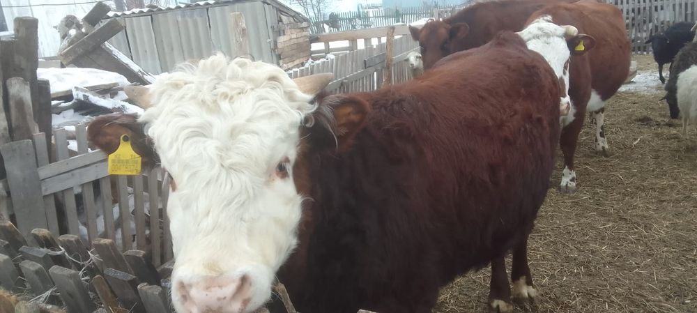 Бұқа сатылады тез арада