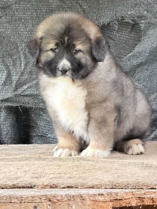 Pui ciobanesc  caucazian 8 sapt cu pedigree