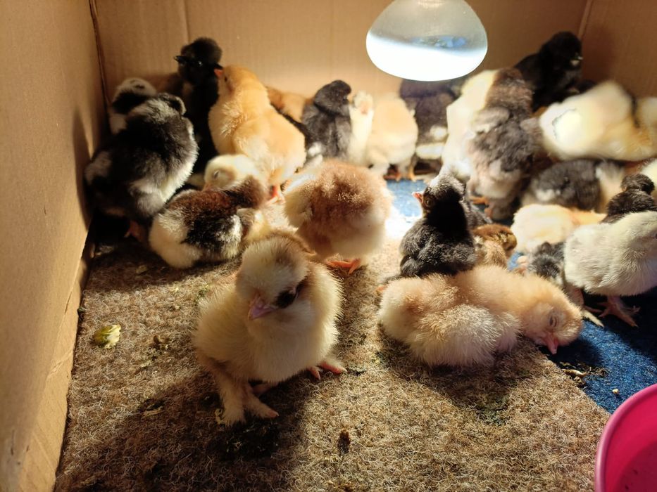 Ouă de strunski standard