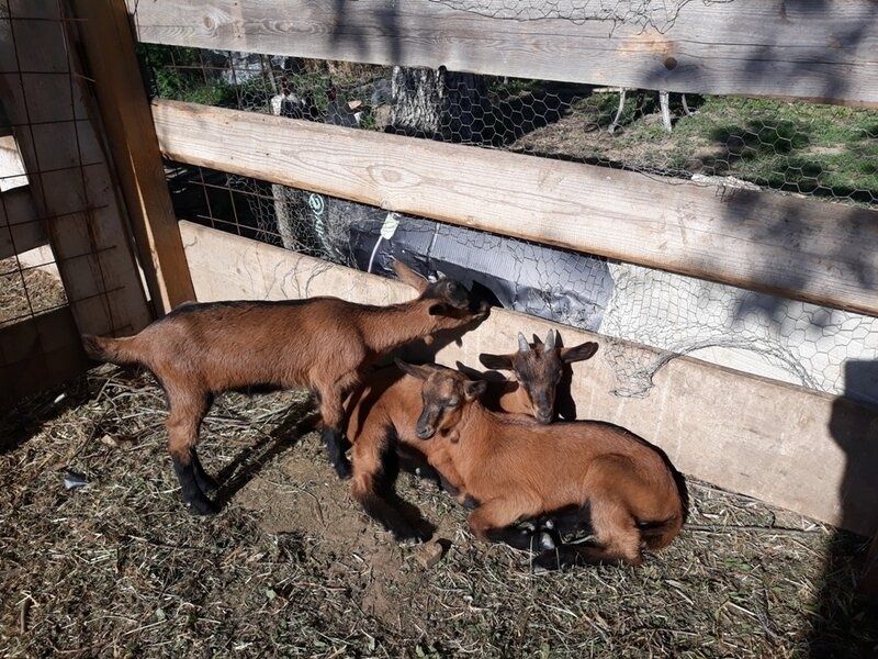 Iezi  din capre  de 4 litrii