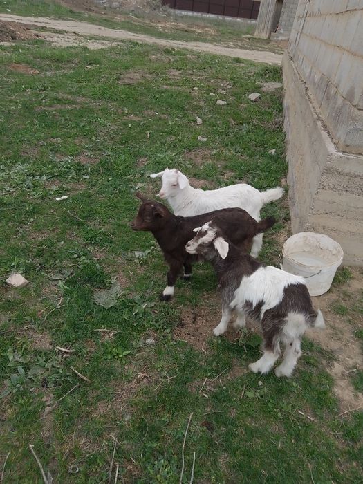 Лақтар 10мың нан сатылады