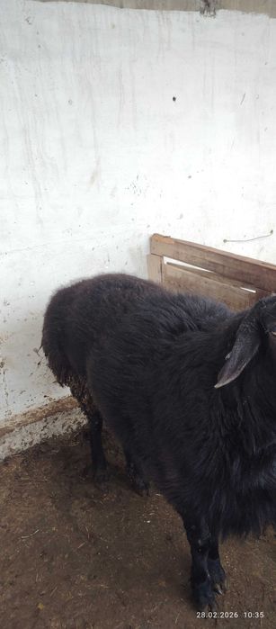 Қўй сотилади, метражный